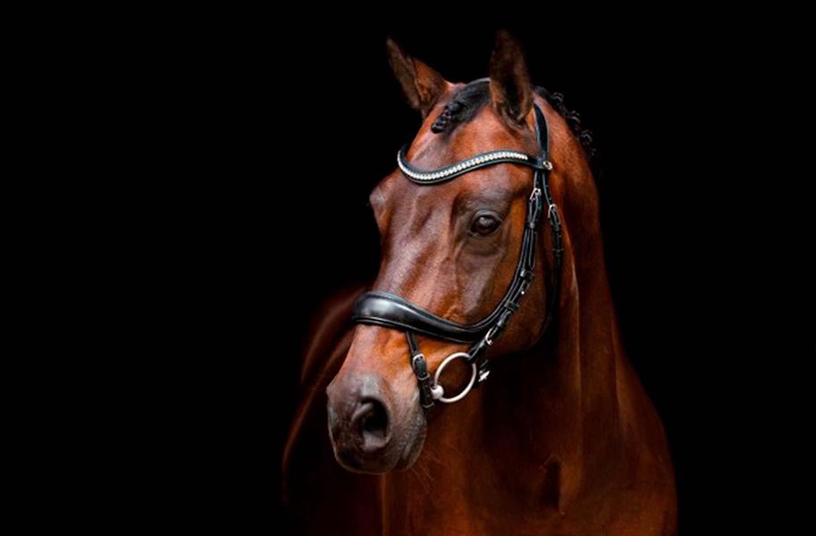 Den rigtige ideudstyrsbutik finder du her