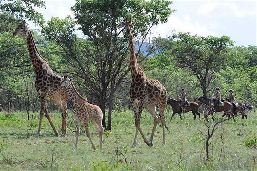 Safari skal opleves på hesteryg